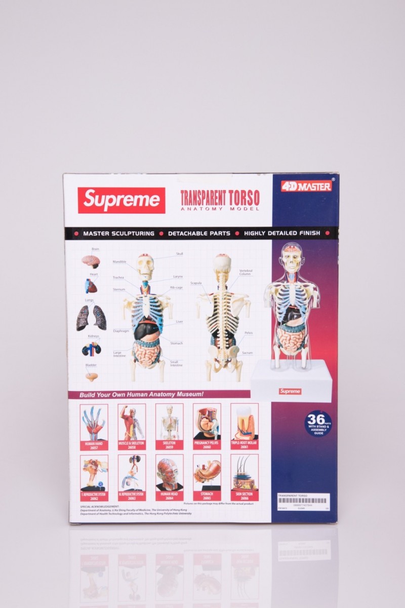 SUPREME ANATOMY MODEL MALE TORSO'